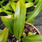Bulbophyllum facetum Folha
