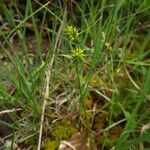 Carex viridula Other