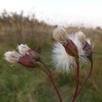 Tripolium pannonicum その他の提案