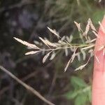 Eragrostis barrelieri 葉
