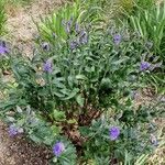 Veronica longifolia Floare