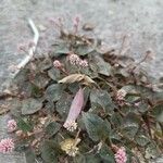 Persicaria capitata Цвят