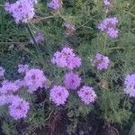 Verbena bipinnatifida Цвят