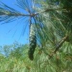 Pinus lambertiana Frucht