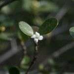 Fernelia buxifolia Flor