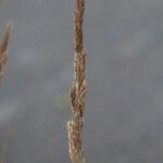 Calamagrostis stricta Blüte