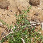 Salsola tragus Plante entière