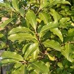 Pittosporum tenuifolium Fuelha