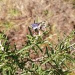 Salvia jordaniiBlüte