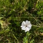 Silene latifoliaÕis