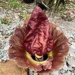 Amorphophallus paeoniifoliusफूल