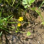 Ranunculus repensBlomst