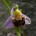 Ophrys apifera Blomma