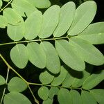 Lennea viridiflora Blatt