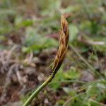 Carex uncinioides 花