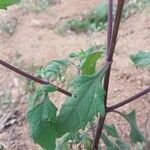 Sigesbeckia orientalis Leaf