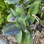 Solanum melongena Hábito