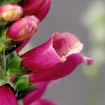 Digitalis thapsi Kwiat