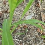 Echinochloa crus-galli Leaf