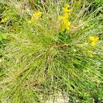 Festuca quadriflora Habitus