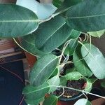 Stephanotis floribunda Листок