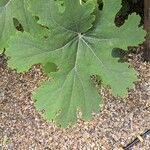 Macleaya cordata Leaf