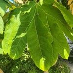 Tetrapanax papyrifer 叶