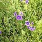 Phacelia parryi Floare