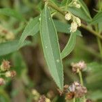 Baccharis punctulata Folha