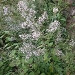 Eurybia macrophylla Flower