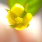 Ludwigia erecta Blüte