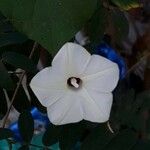 Ipomoea obscura Floare