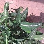 Syngonium wendlandii Leaf