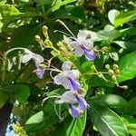 Rotheca myricoides Flower