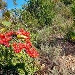 Smilax aspera Fruto