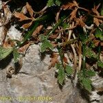 Asplenium seelosii Habit