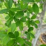 Diospyros texana Folha