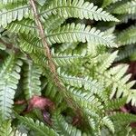 Dryopteris affinis Lapas