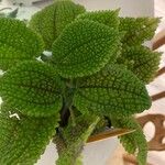 Pilea mollisFuelha