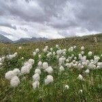 Eriophorum scheuchzeri Fula