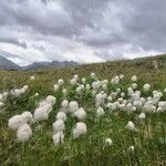 Eriophorum scheuchzeri Blomma