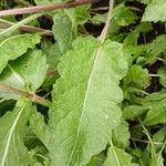 Salvia verbenaca Blatt