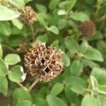 Phlomis fruticosa Fruit