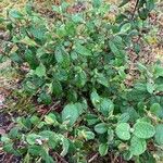 Cistus salviifolius Fuelha