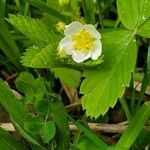 Fragaria vescaFlower