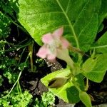Nicotiana tabacum Blomma