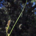 Carex distachya 花