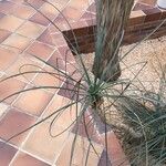 Beaucarnea gracilis Φύλλο