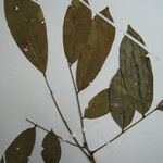 Andira surinamensis Leaf