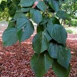 Tilia americana Blad